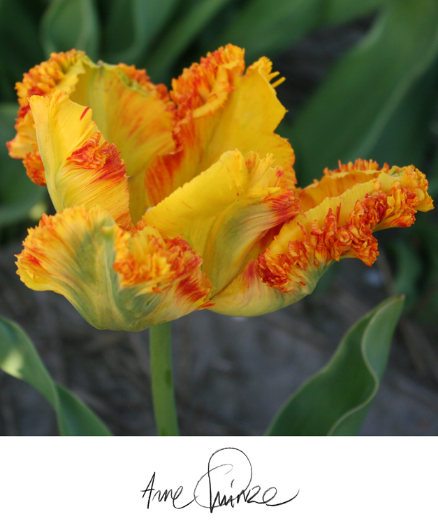 10 tulipe Arne Quinze