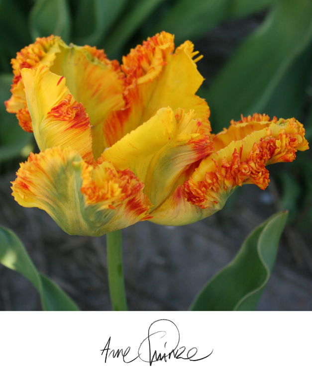 100 tulipes Arne Quinze