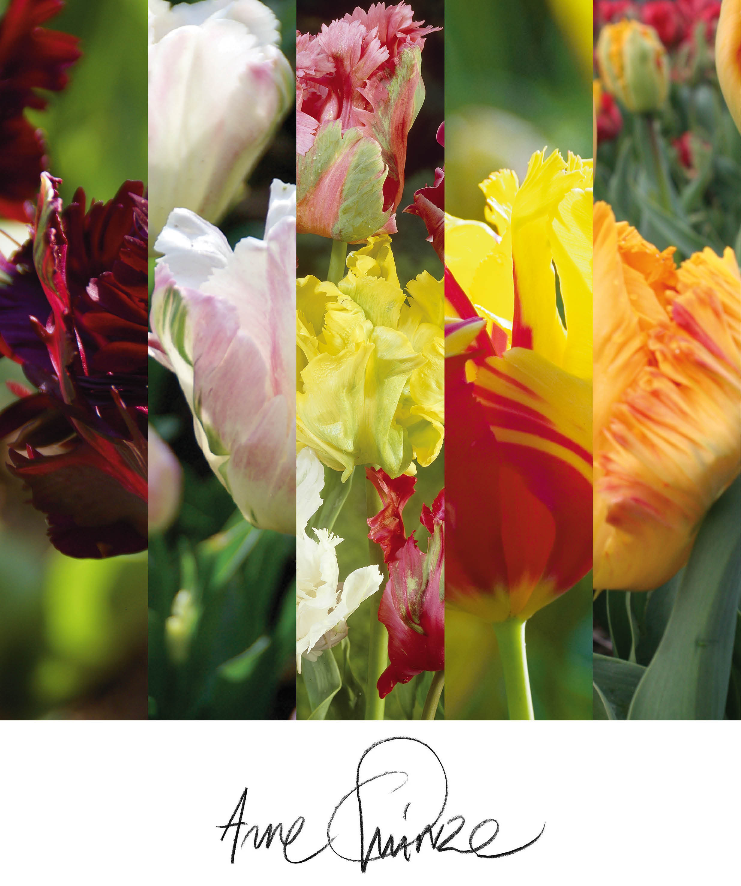 100 tulpen Arne's favourite Parrot mix