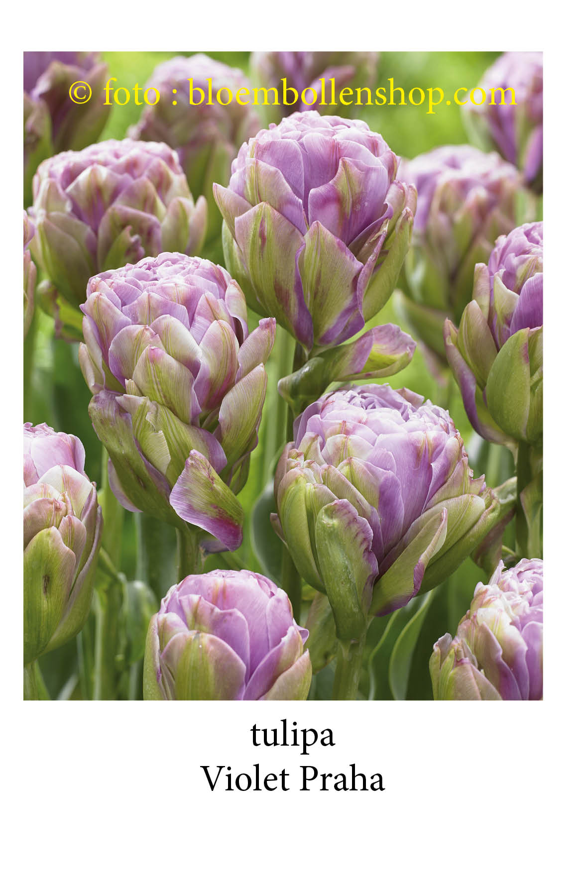 Tulp Violet Praha