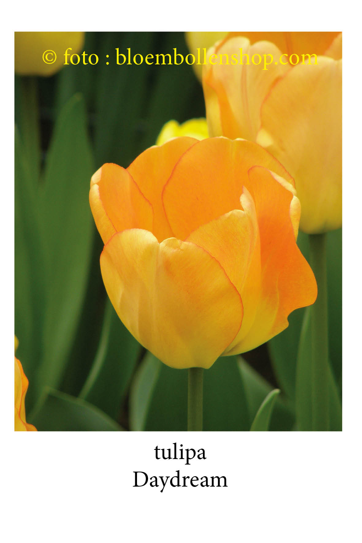 Tulpen Daydream