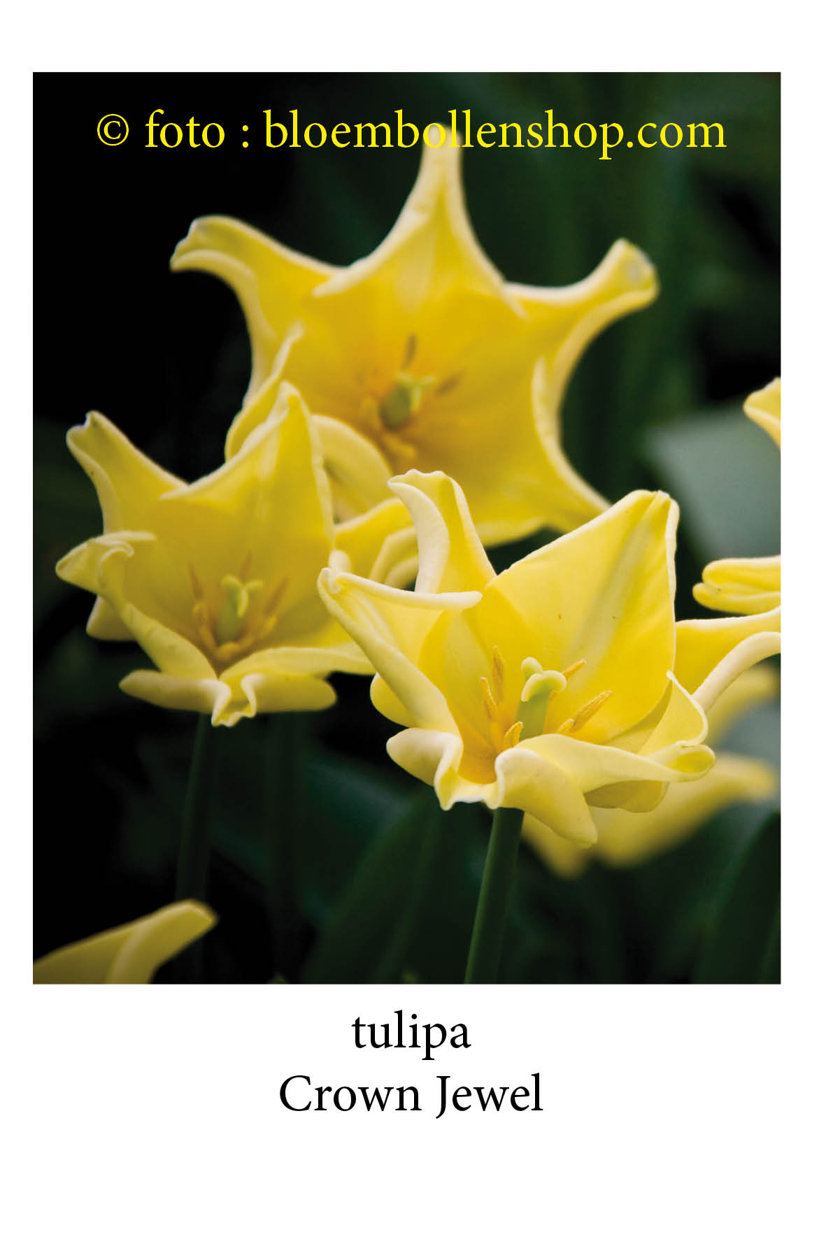 Tulpen Crown Jewel