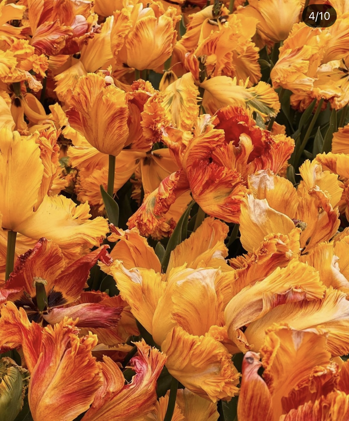 100 tulipes Arne Quinze