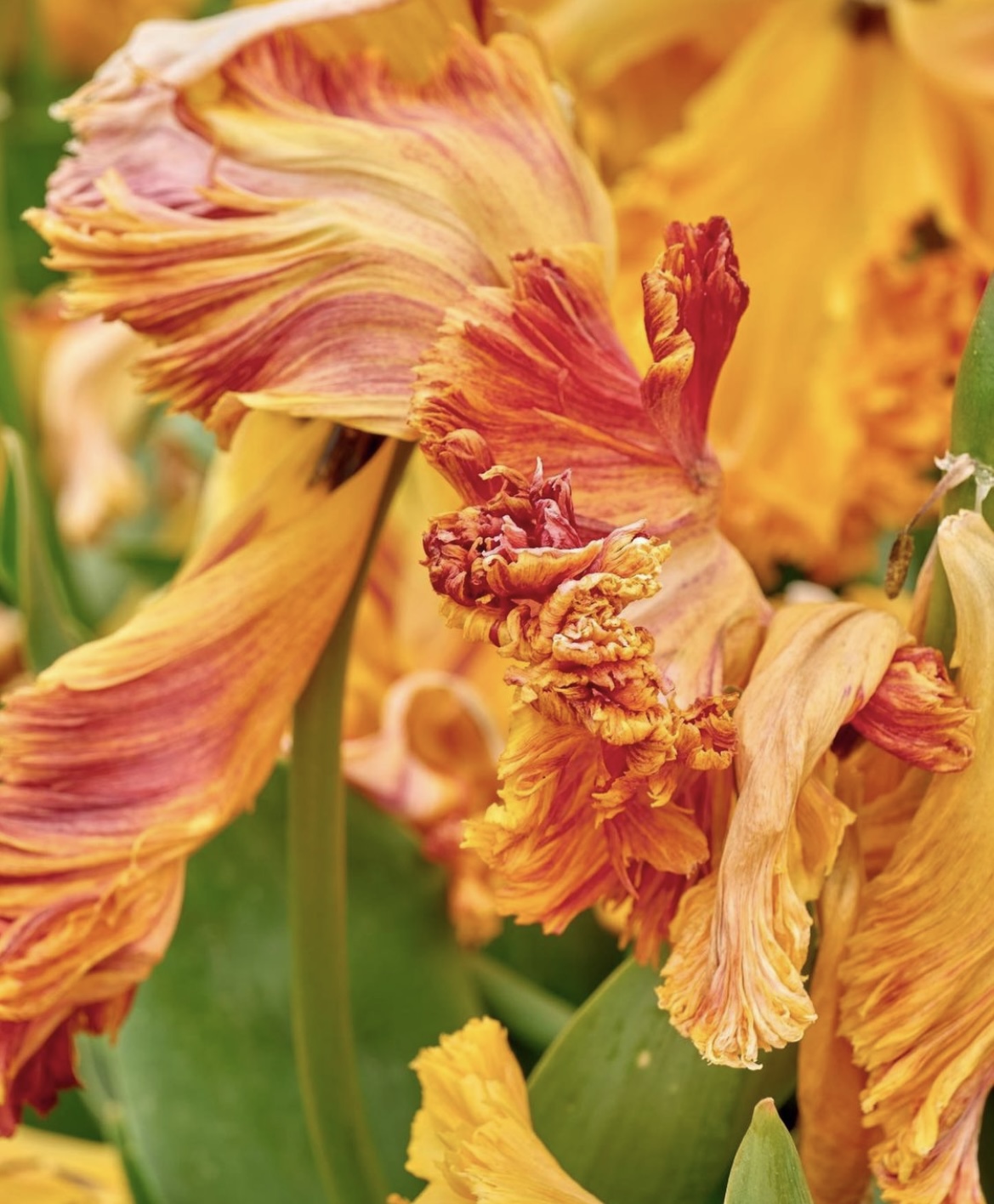 100 tulipes Arne Quinze