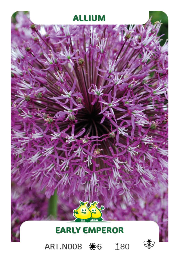 Allium Early Emperor