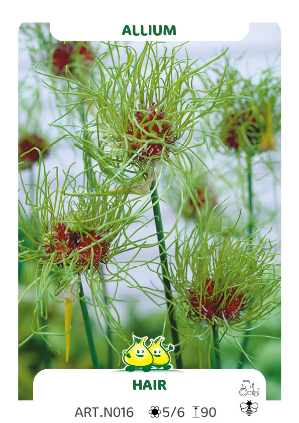 Allium Vineale Hair