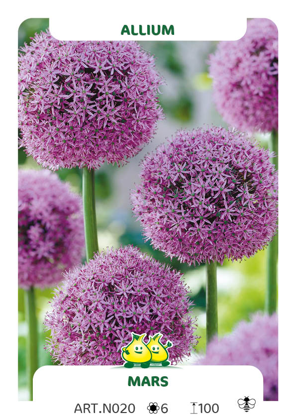 Allium Mars
