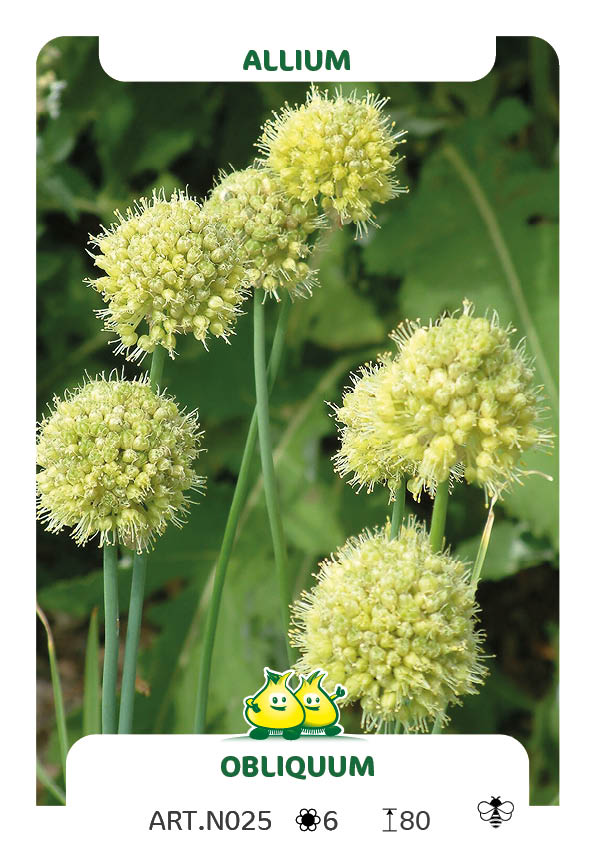 Allium Obliquum