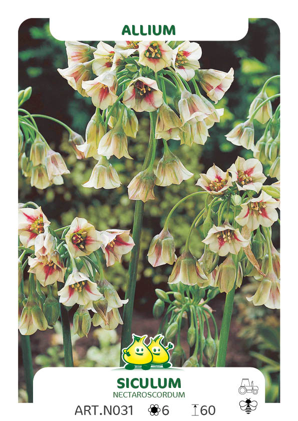 Nectaroscordum Bulgaricum