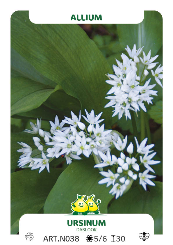 Allium ursinum - daslook