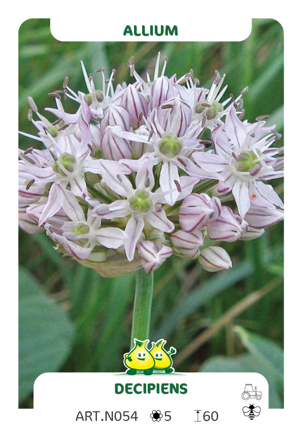 Allium Decipiens