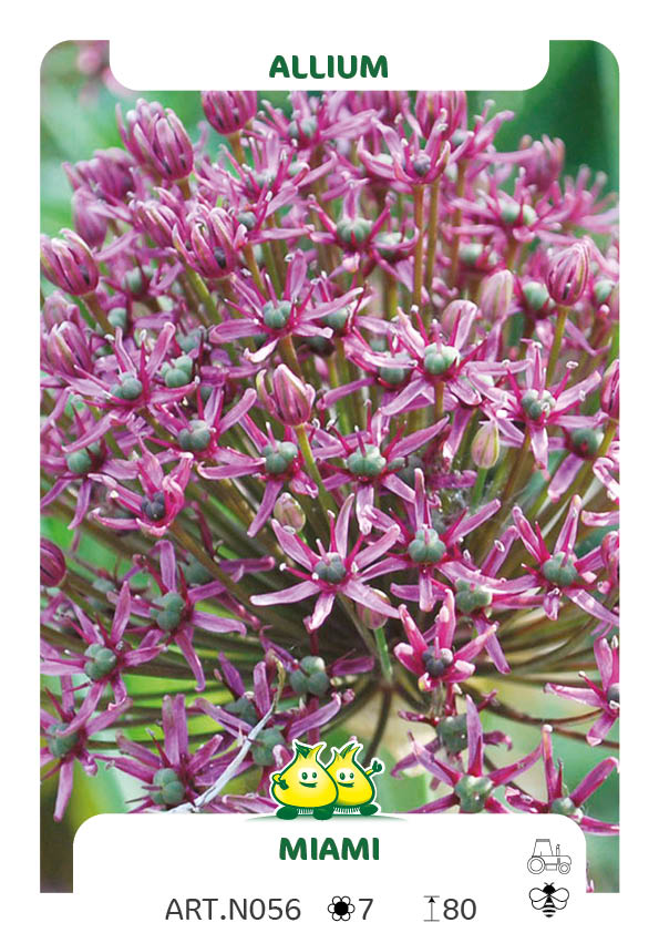 Allium Miami