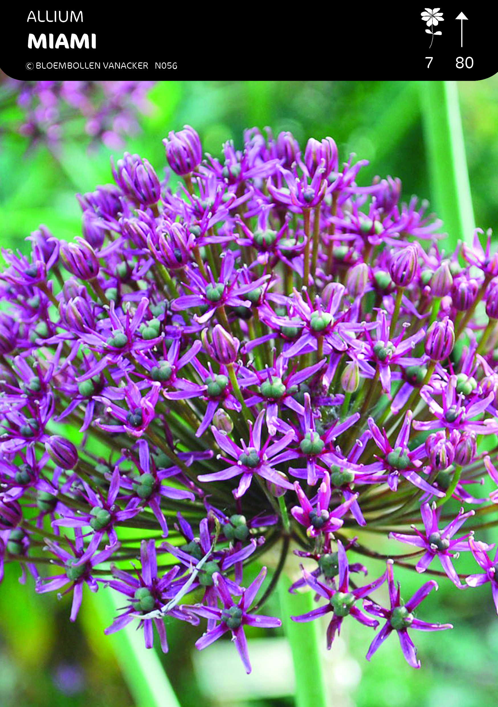 Allium Miami