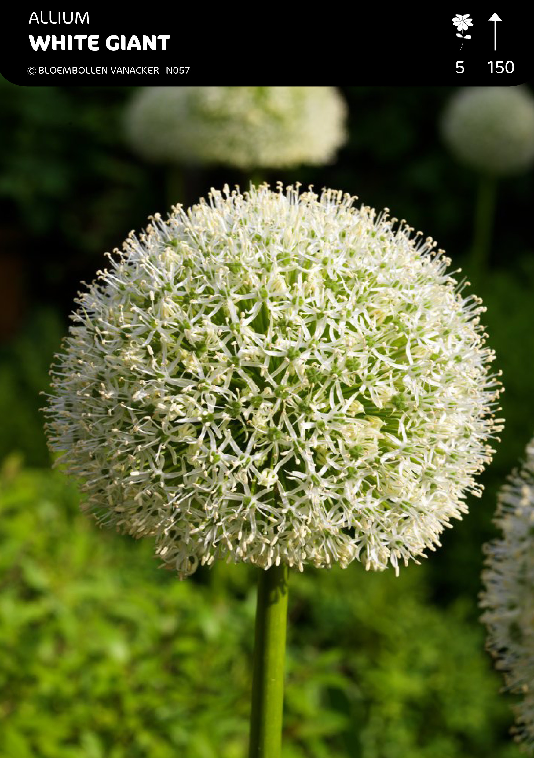 Allium White Giant