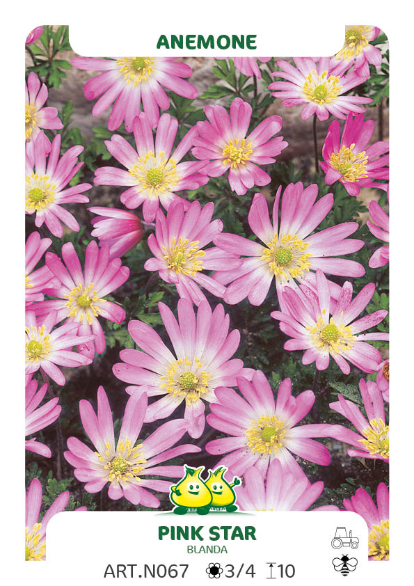 Anemonen Blanda Pink Star