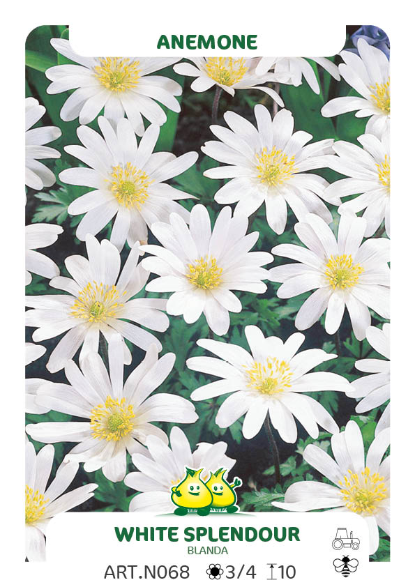 Anemonen White Splendour