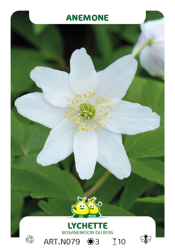 Anemonen Nemerosa Lychette