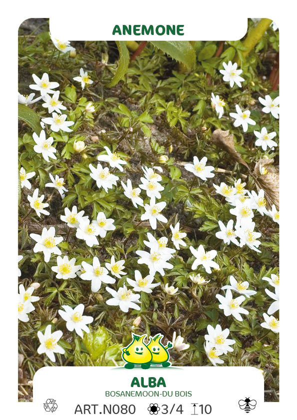 Anemonen Nemerosa Alba 