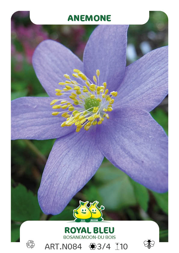 Anemonen Royal Blue