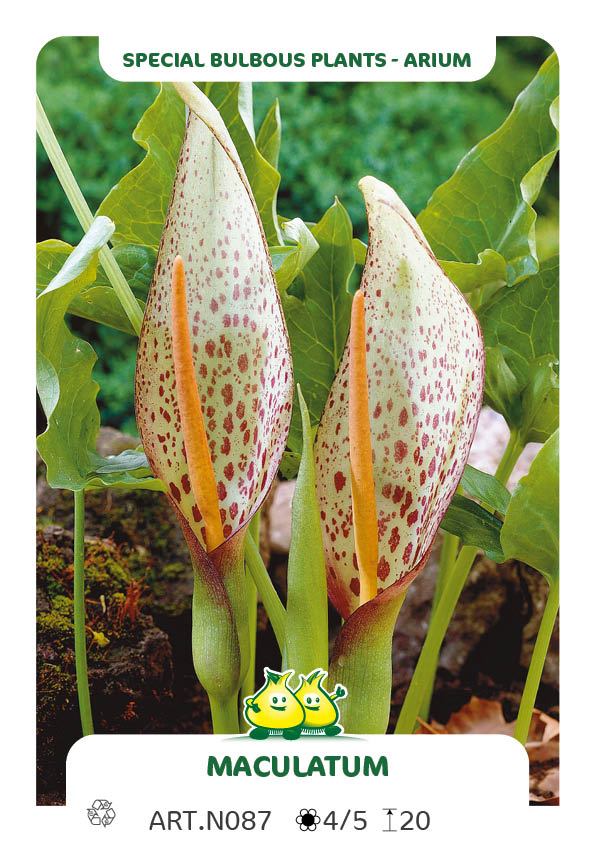 Arum Maculatum