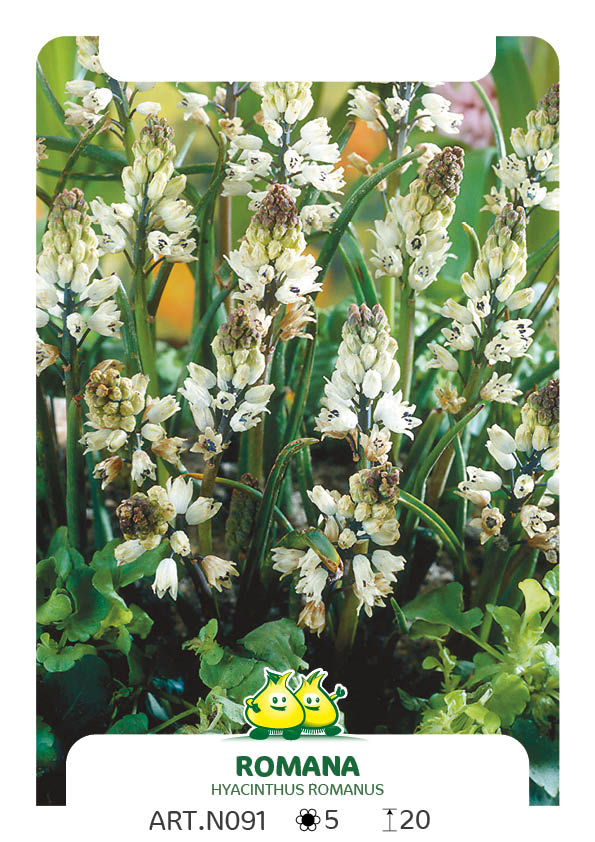 Bellevalia Romana (Hyacinthus Romanus)