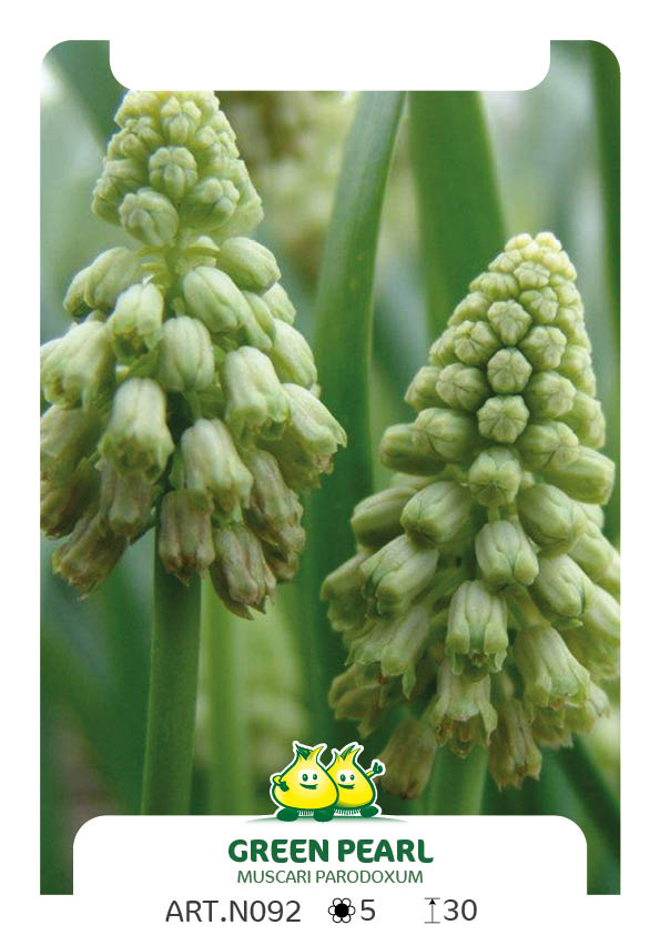Bellevalia Pycnantha 'Green Pearl' (Muscari Parodoxum)