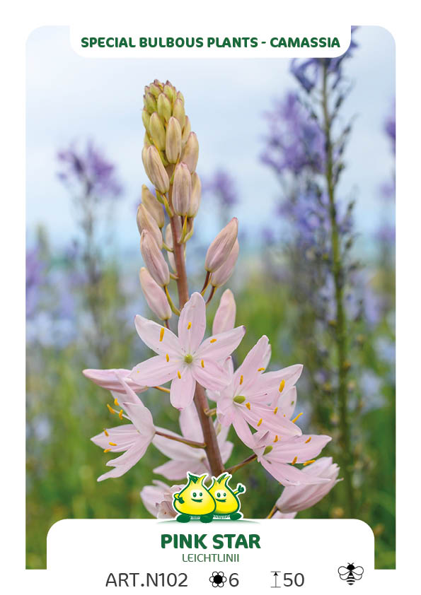 Camassia Pink Star