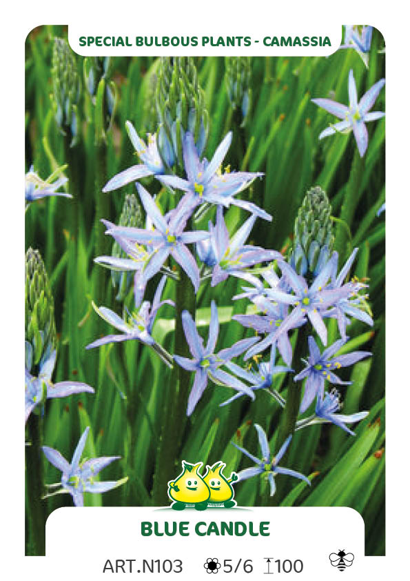 Camassia Blue Candle