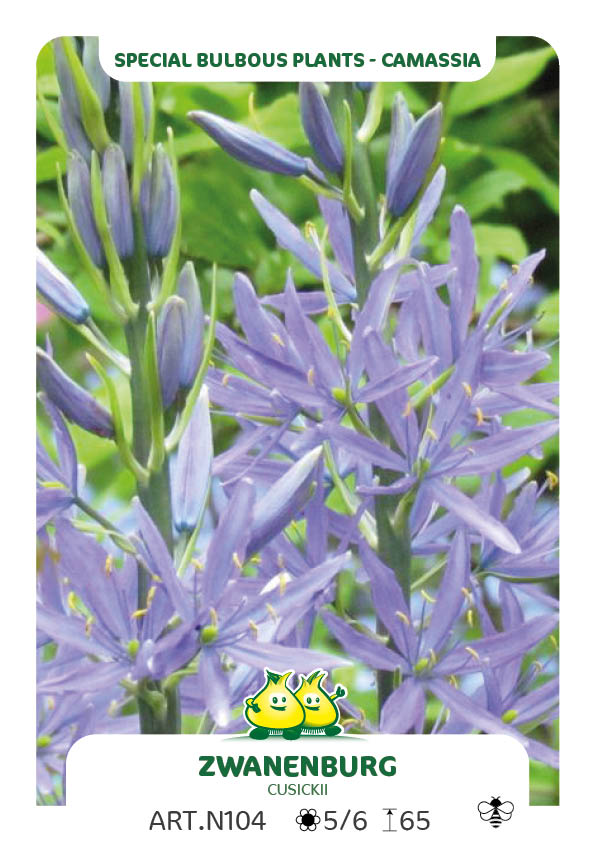 Camassia Cusickii Zwanenburg