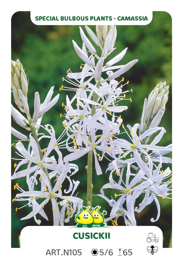 Camassia Cusickii