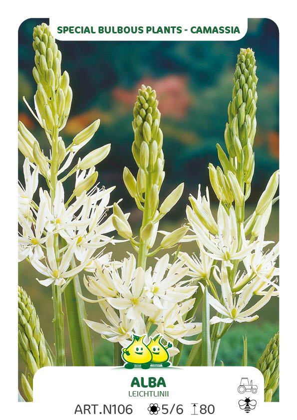 Camassia Leichtlinii alba