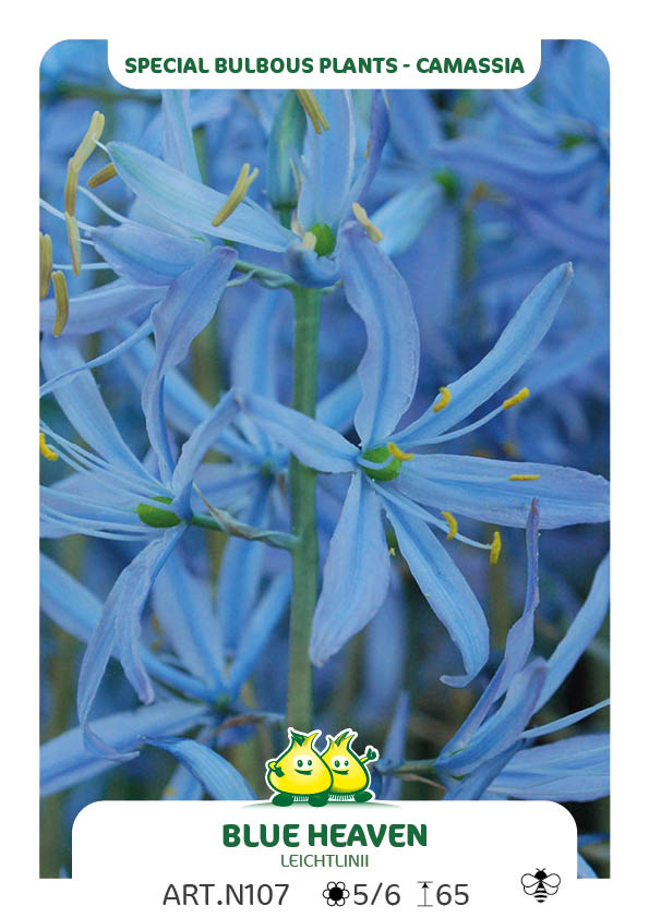 Camassia Leichtlinii Blue Heaven