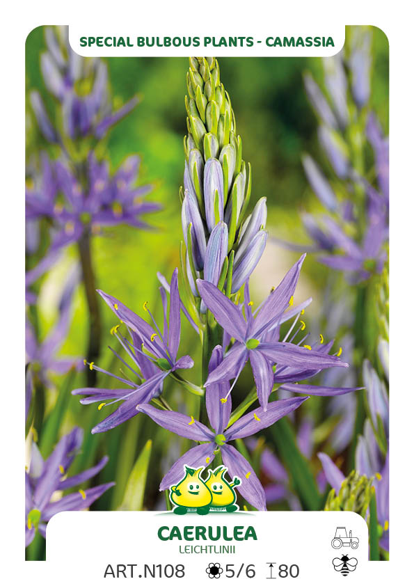 Camassia Leichtlinii Caerulea