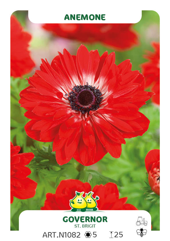 Anemonen Governor