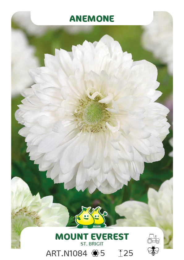 Anemonen Mount Everest
