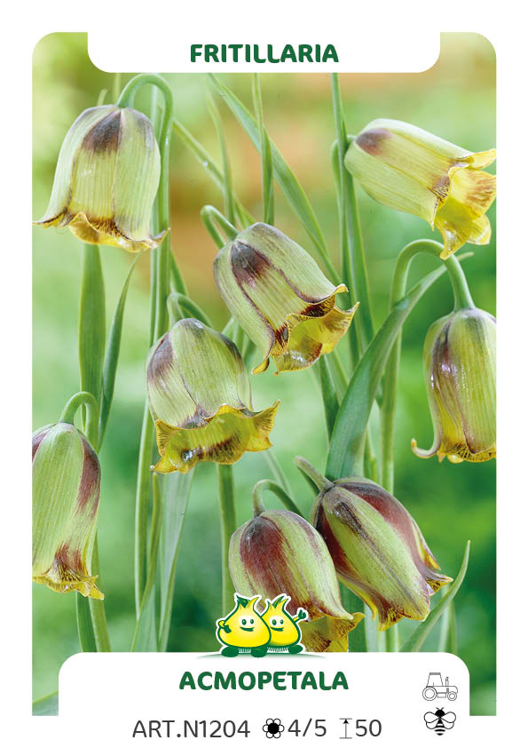 Fritillaria Acmopetala
