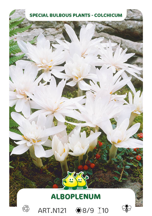 Colchicum Alboplena