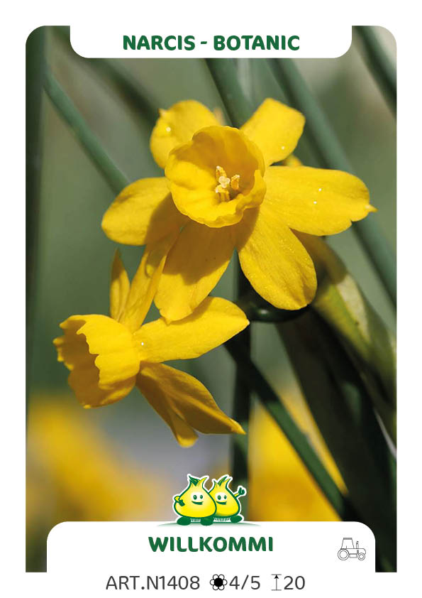 Narcis Willkommi