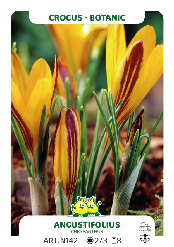Crocus Angustifolius Cloth of Gold