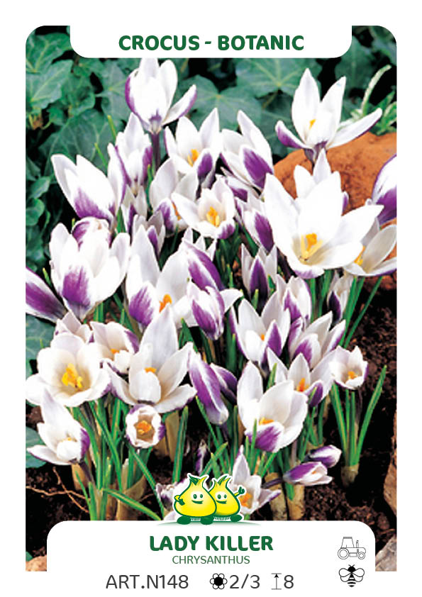 Crocus Ladykiller