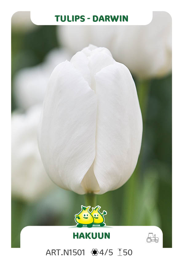 Tulpen Hakuun