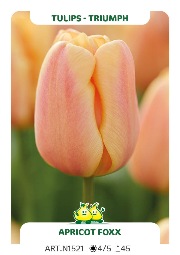 Tulpen Apricot Foxx