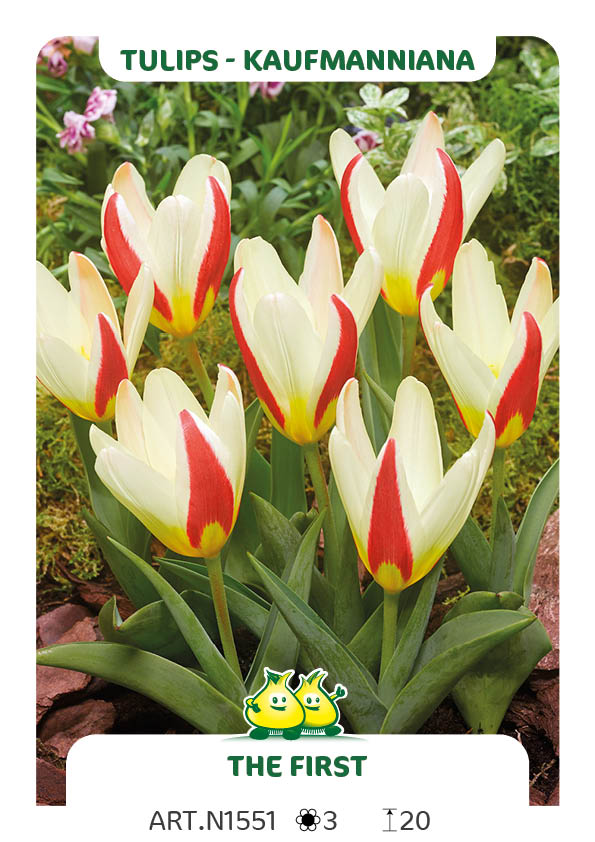 Tulp The First