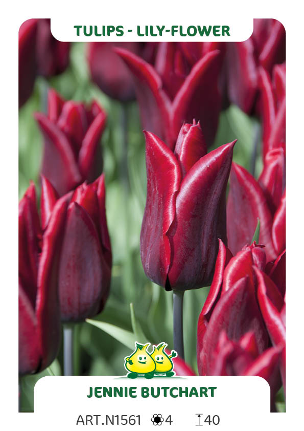 Tulp Jenny Butchart