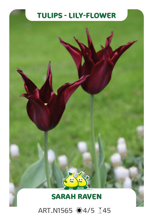 Tulp Sarah Raven
