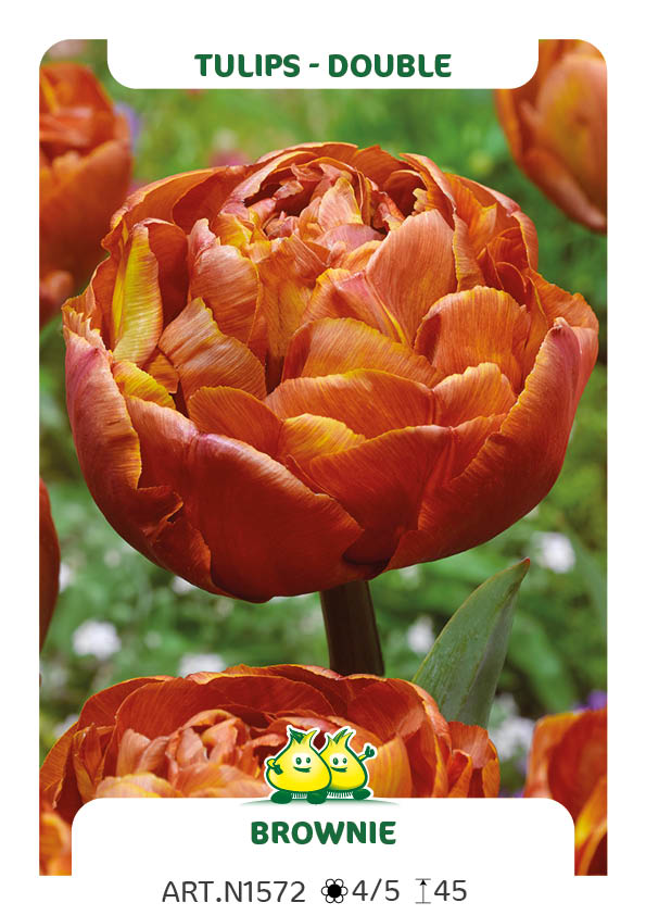 Tulp Brownie