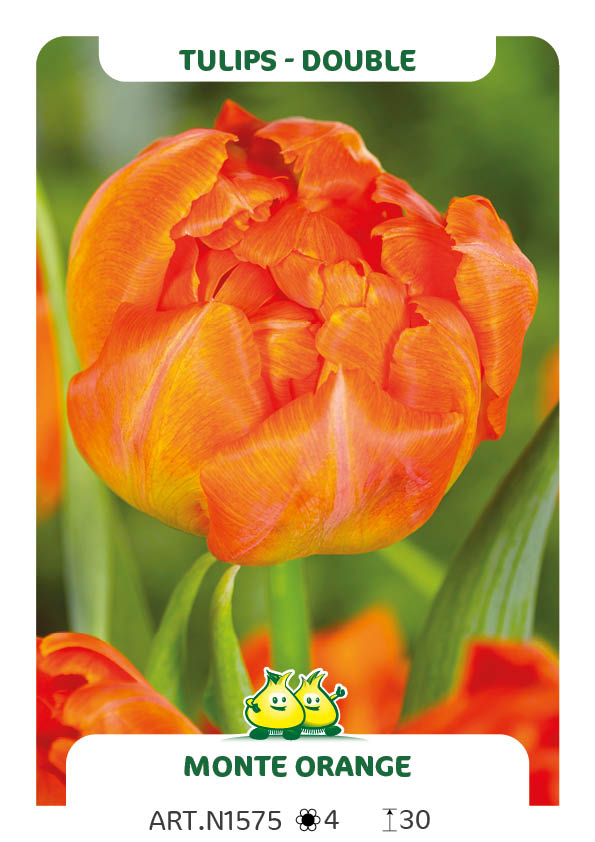 Tulp Monte Orange