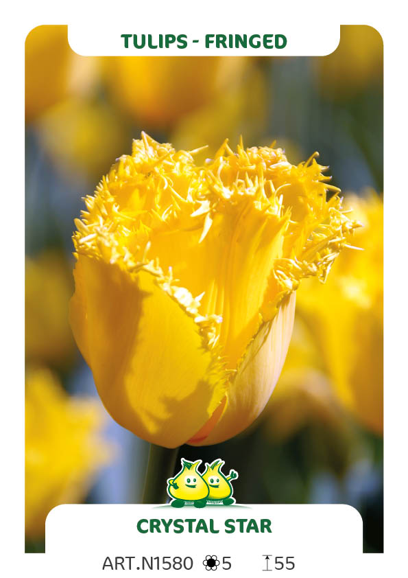 Tulp Crystal Star
