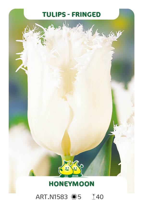 Tulp Honeymoon