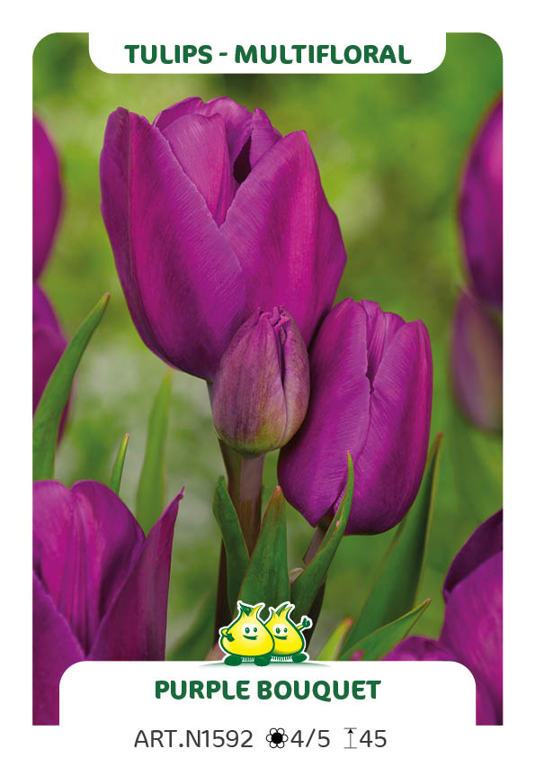 Tulp Purple Bouquet